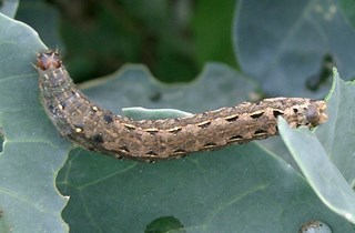 Tropical armyworm